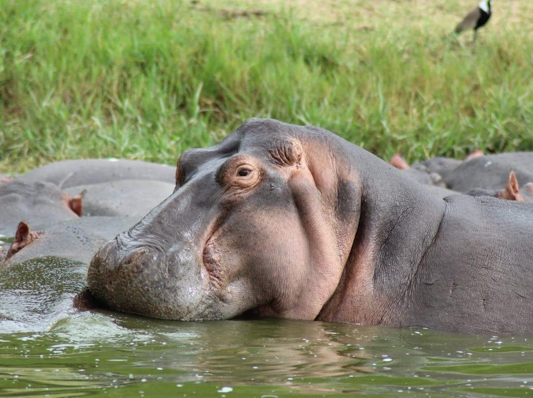 All Seasons Adventures Uganda-坎帕拉必去景点