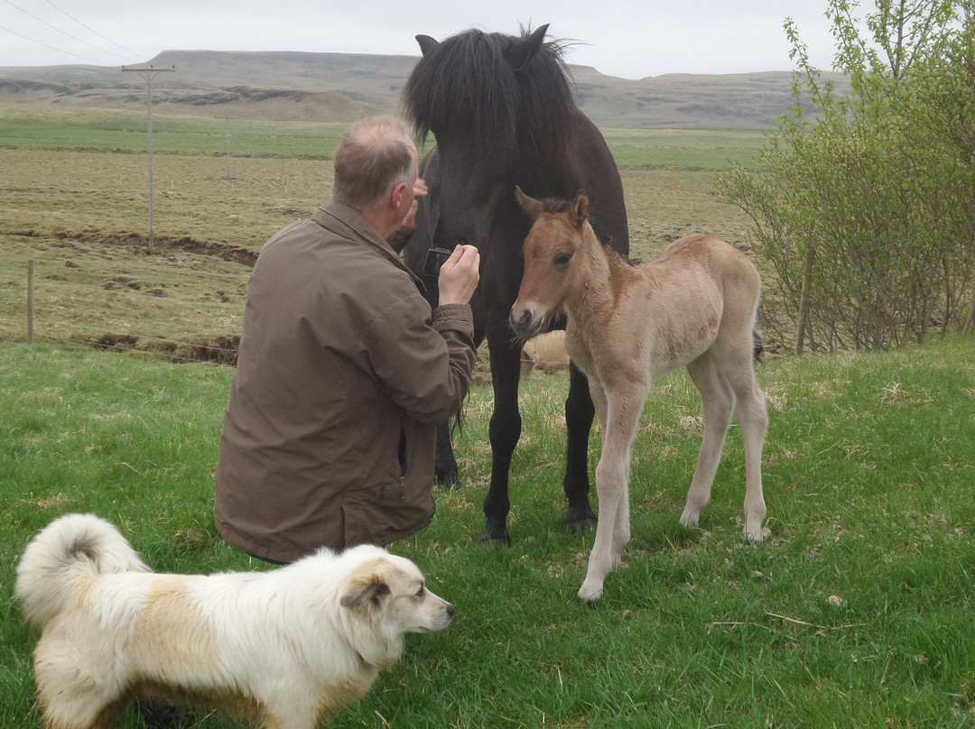 Steinsholt Guesthouse And Riding Tours主图