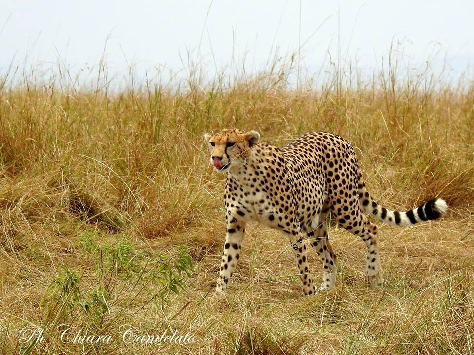 Nurali Safaris Kenya-马林地必去景点