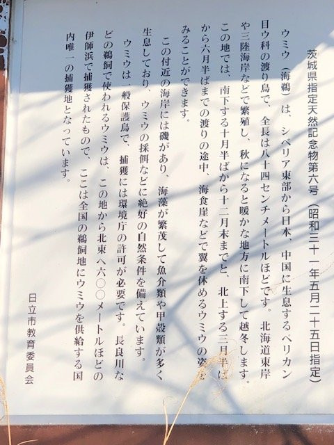 Kogaigahama Ryokuchi-日立市必去景点