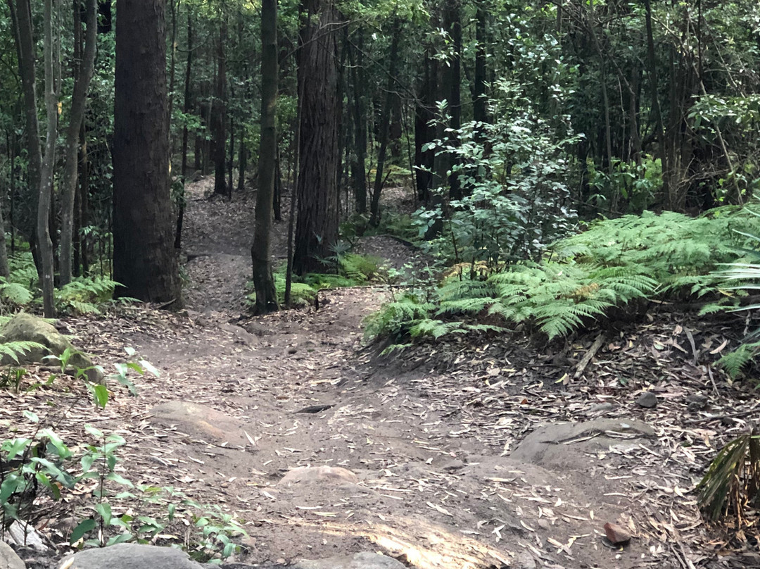 Illawarra Grevillea Park景点图片
