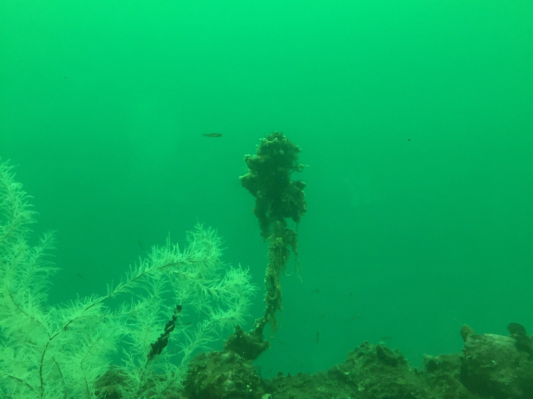 Southern Discoveries - Milford Sound Underwater Observatory景点图片