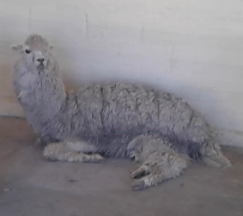 Burnside Touch Farm-东伦敦必去景点