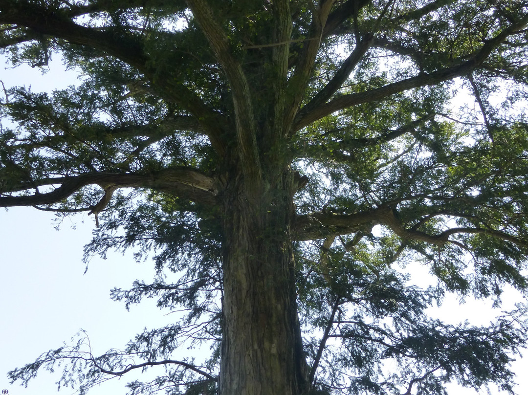Saiko-ji Temple-二宫町必去景点