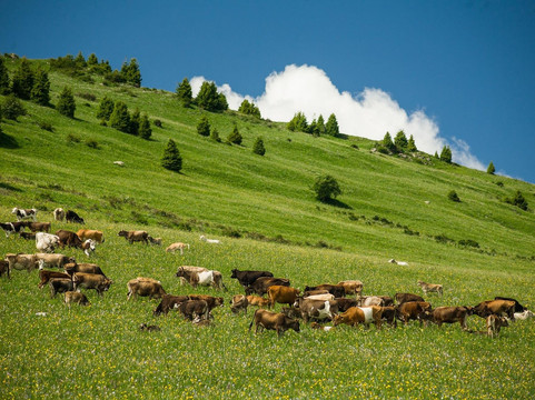Skyway LTD-阿拉木图必去景点