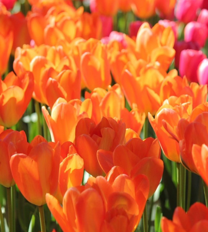 Skagit Valley Tulip Festival景点图片