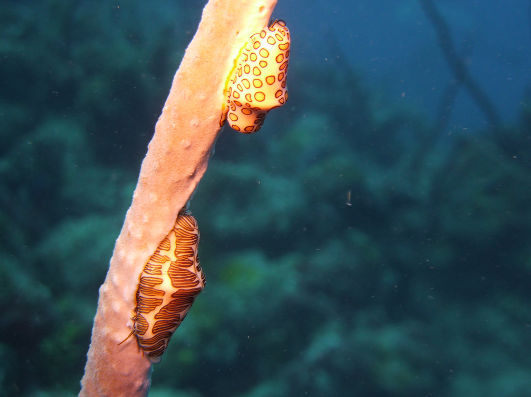 Eden Plongée-Port-Louis必去景点