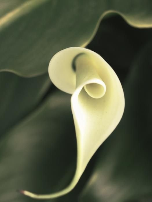 The Flower Fields at Carlsbad Ranch-卡尔斯巴德必去景点