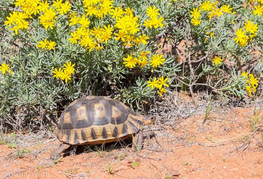 Diamond Coast-Kleinsee必去景点