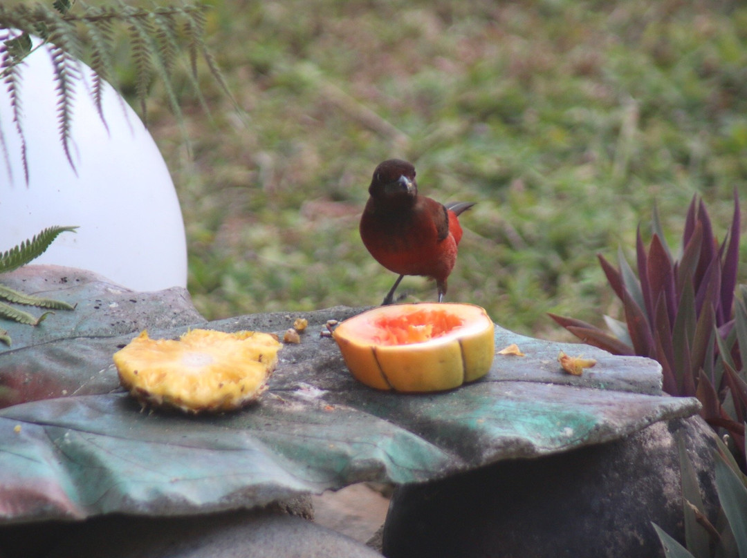 Finca Buena Vista主图