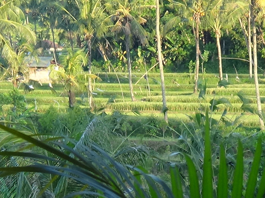 Lotus Guesthouse主图