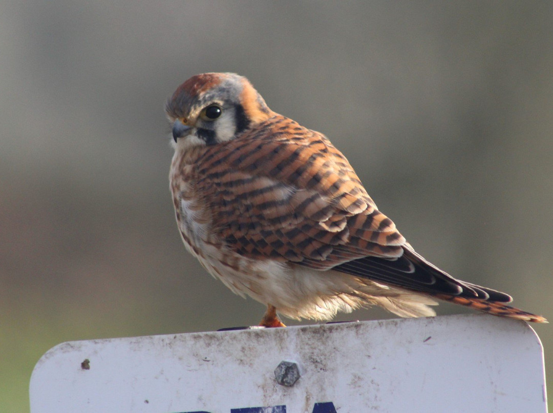 Ridgefield National Wildlife Refuge景点图片