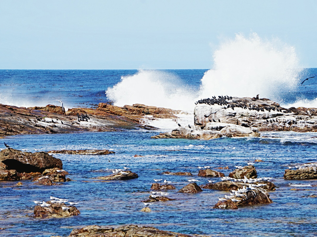 Freedom of the Cape Tours-开普敦中心区必去景点