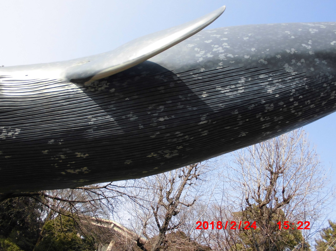 Blue Whale Full Size Model-Uenokoen必去景点