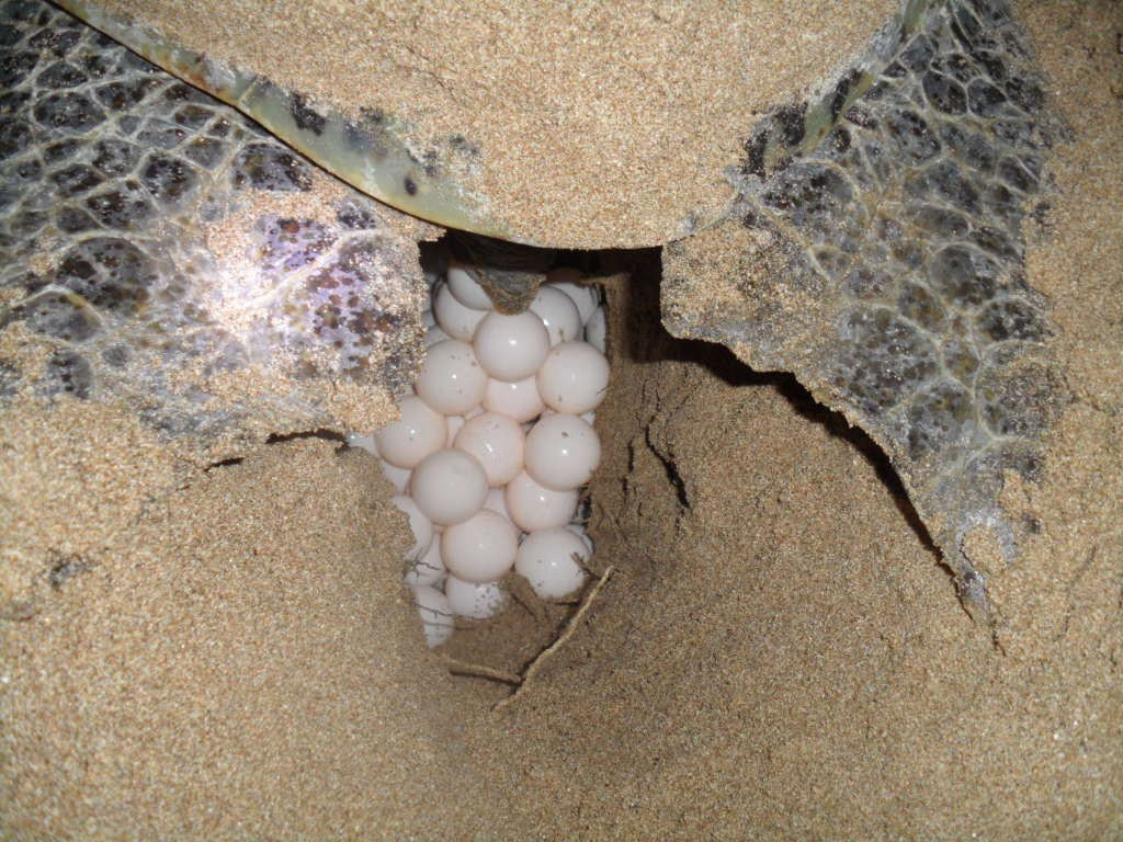 Harris Ijen Crater Tour & Transport-巴纽旺宣必去景点