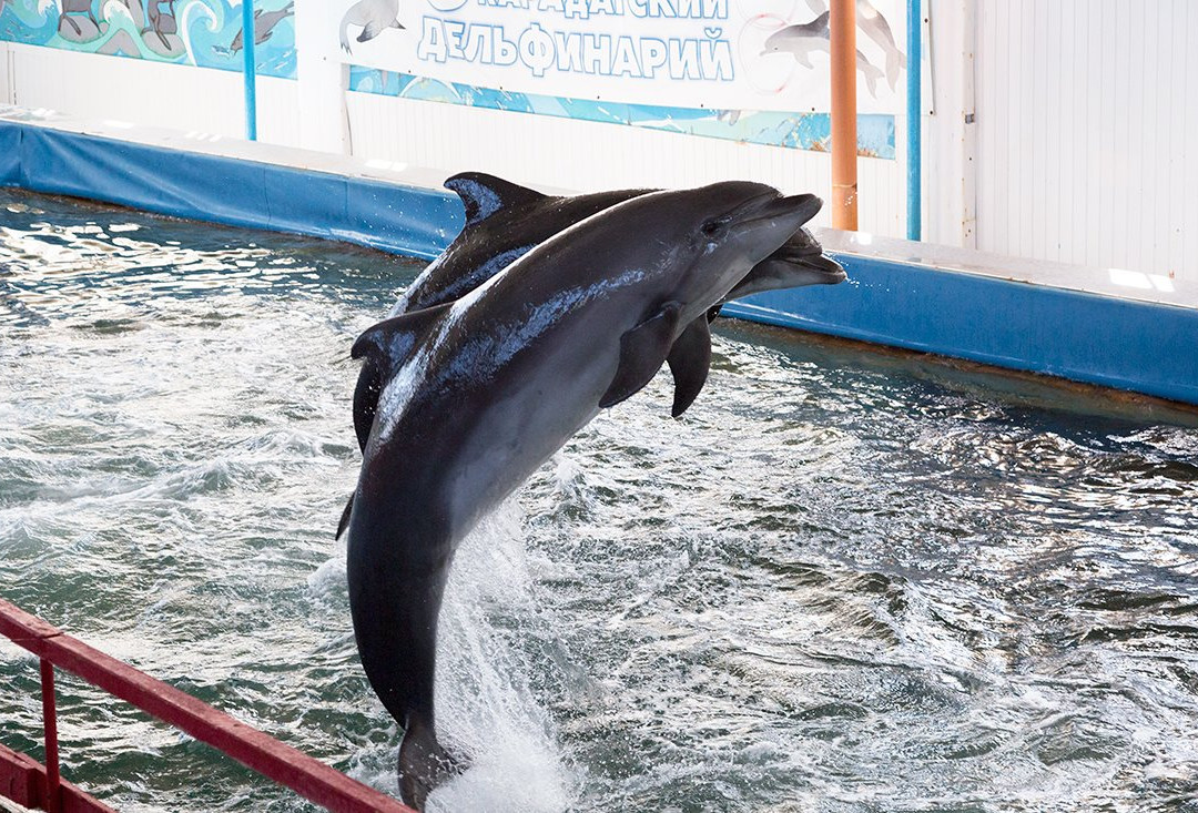 Karadag Dolphinarium景点图片