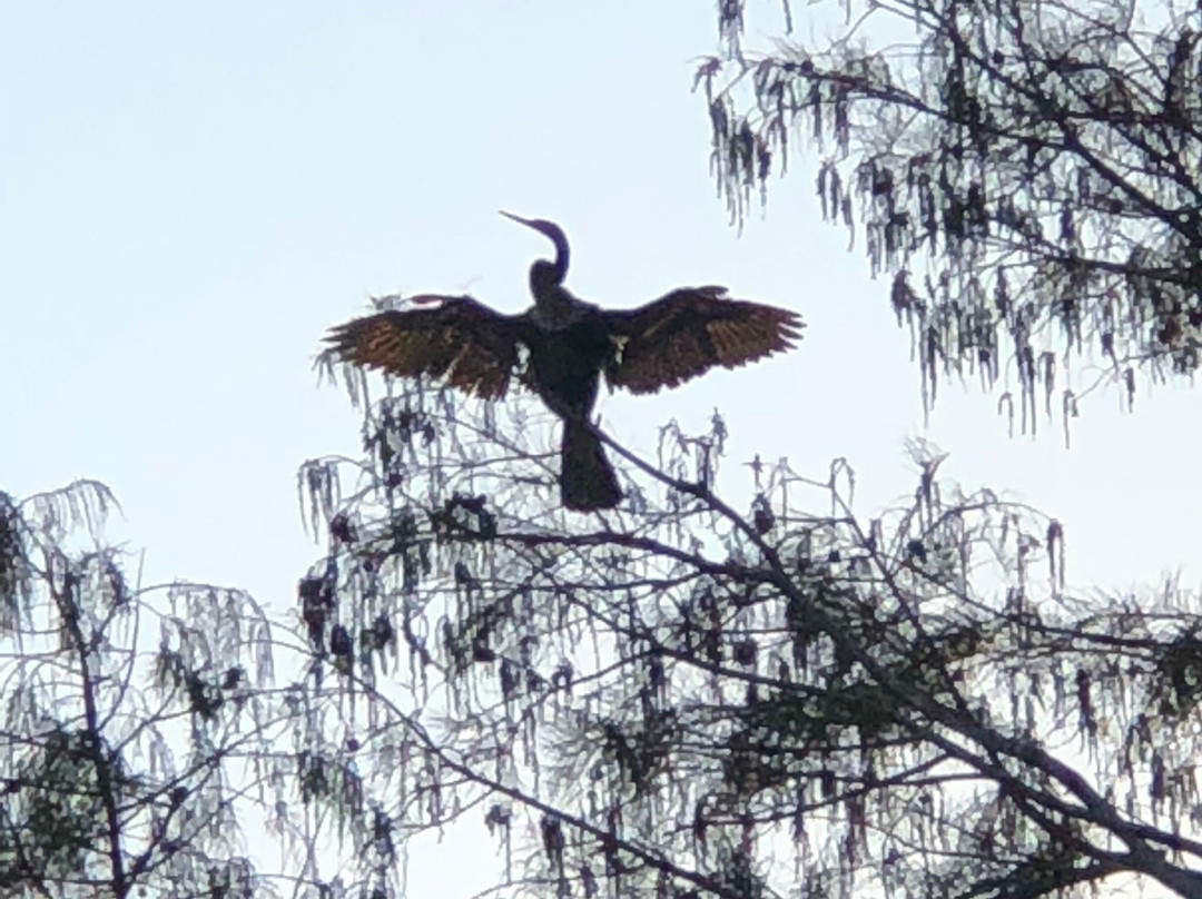 Down South Airboat Tours-大沼泽地必去景点