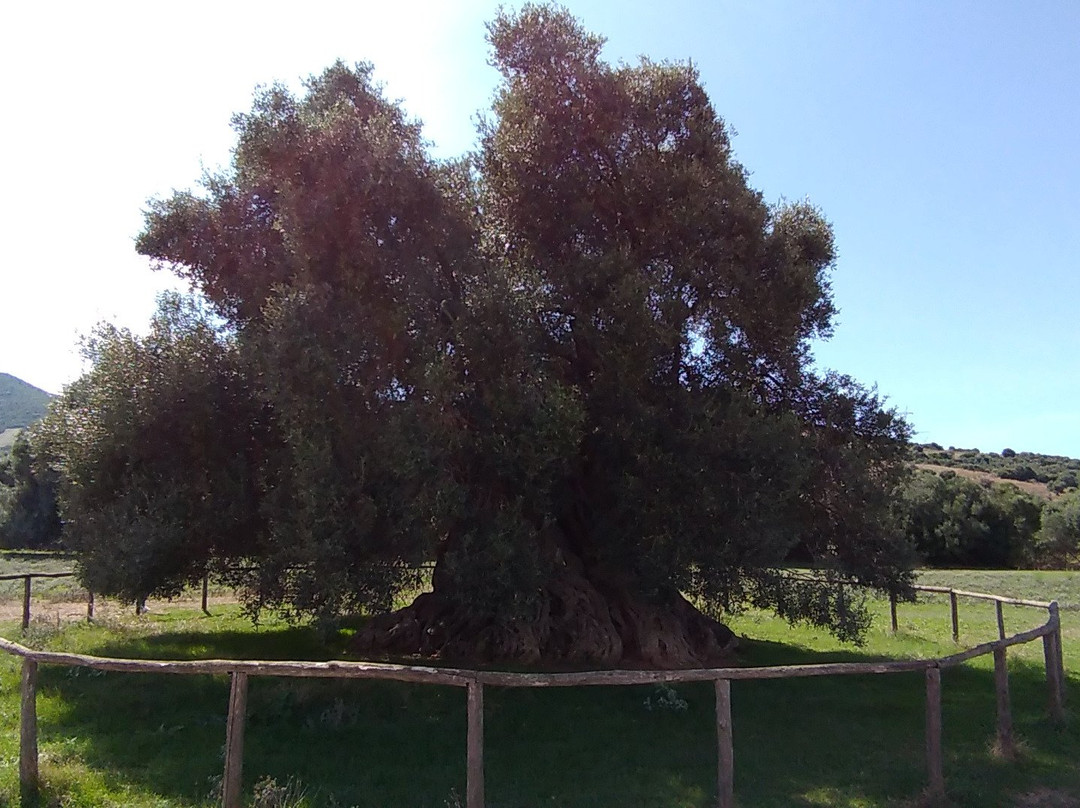 Musei旅游景点-S'Ortu Mannu