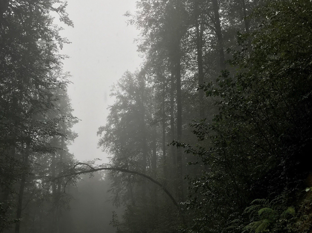 Abbas Abad Jungle景点图片