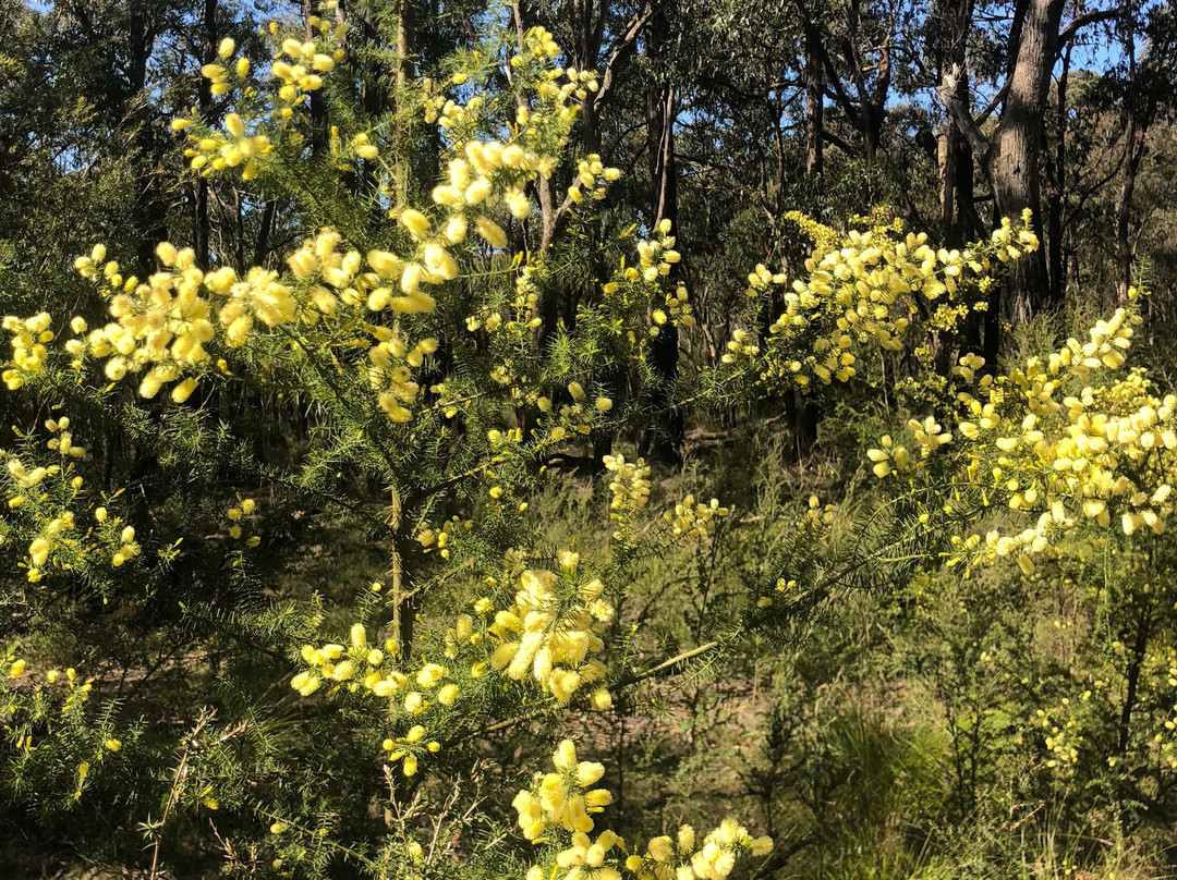 Forrest Hire Bikes-Forrest必去景点