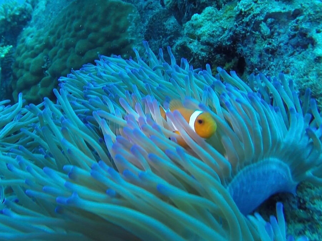 Malaysia Dive Team-刁曼岛必去景点