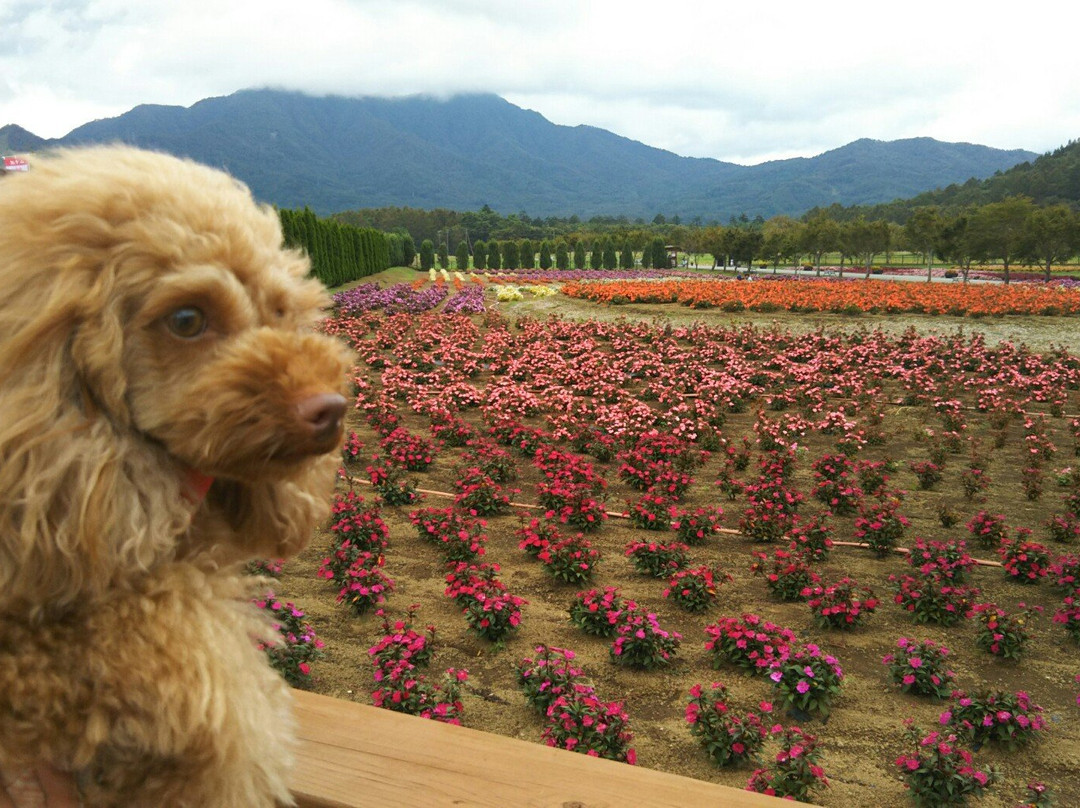 Hanano Miyako Park Furara景点图片