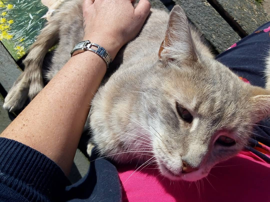 Mann Cat Sanctuary-Santon必去景点