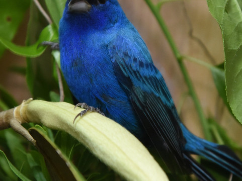 Alabama Wildlife Center-Pelham必去景点
