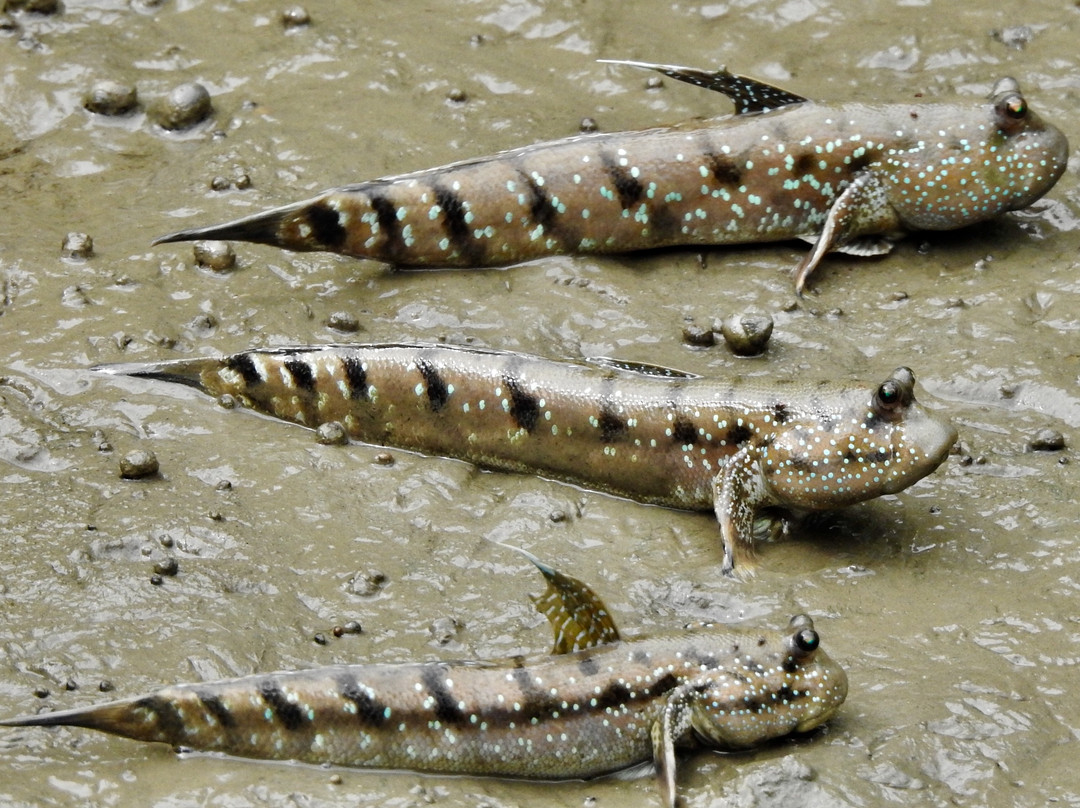 Ao Mahachai Mangrove Forest Natural Education Center-龙仔厝必去景点