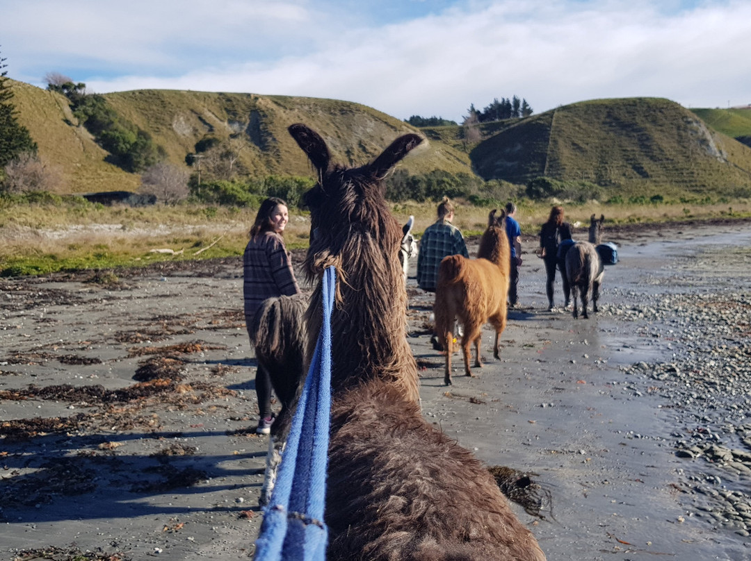 Cushchine Animal FarmYard Park-Kaikoura必去景点