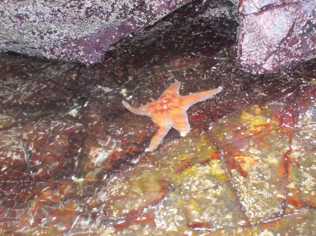 Harmony Islands Marine Provincial Park-阳光海岸必去景点