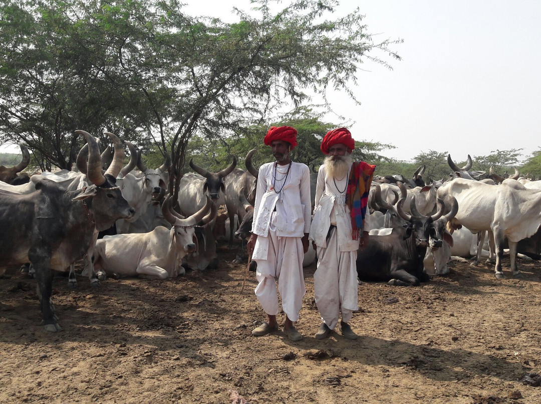 Narayan Sarovar Sanctuary景点图片