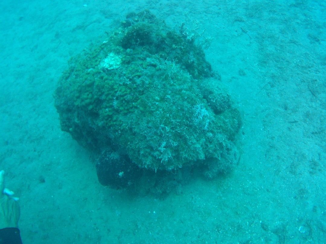 Crostaceo Dive center and Watersports Club-路特奇必去景点