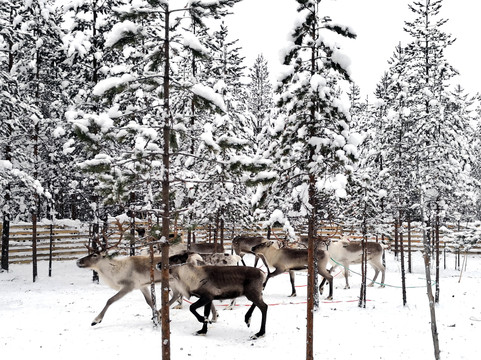 Christmas House Safaris-罗瓦涅米必去景点