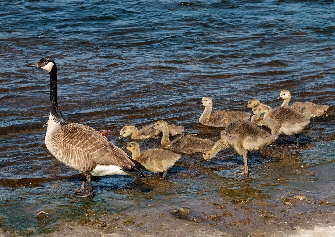 Kichi Zībī Mīkan-渥太华必去景点