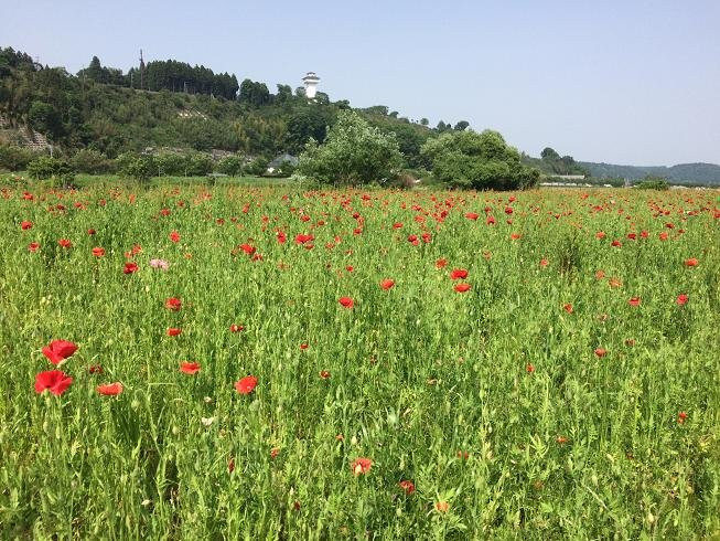 Cherry Blossom Trees along Sotome-樱市必去景点
