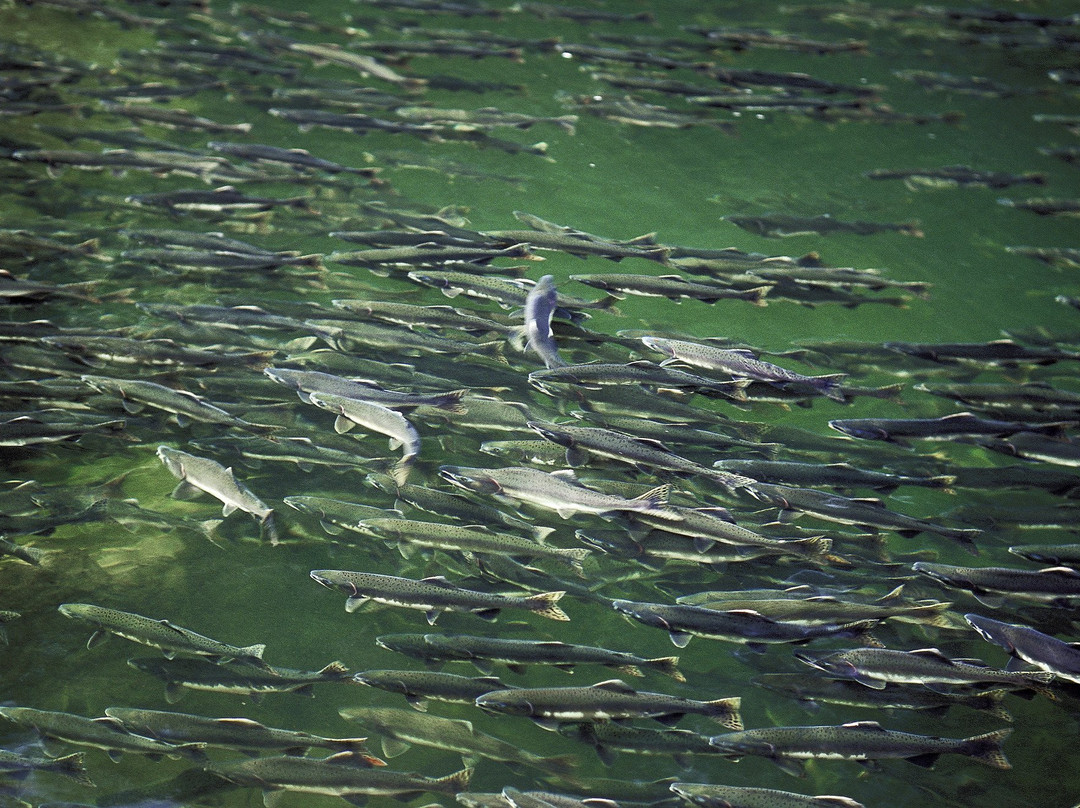 Bella Coola Valley Visitor Information Booth-Bella Coola必去景点