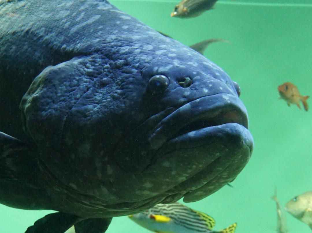 葛西临海水族园景点图片