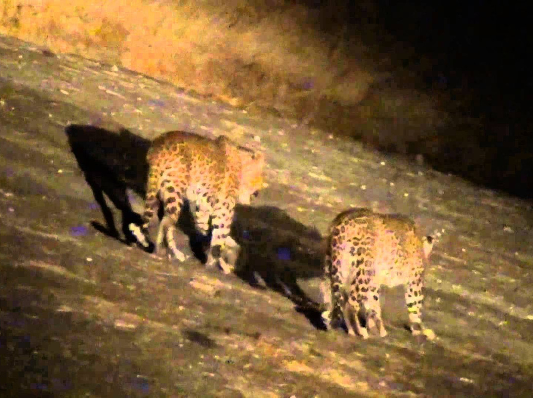 Jawai Safari's-Bera必去景点