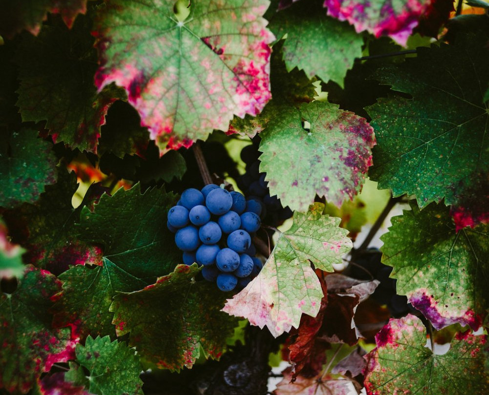 Bertrand Bosc Winetour-蒙彼利埃必去景点