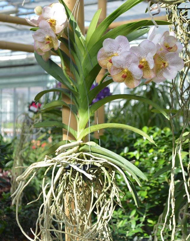 Greenhouse Garden Center-皮斯托亚必去景点