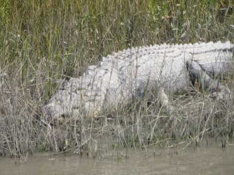 孙德尔本斯国家公园-西孟加拉邦必去景点