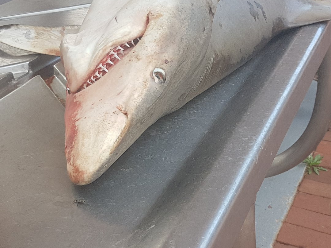 Natal Shark Board景点图片