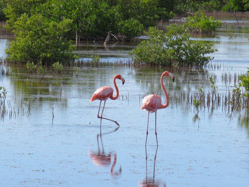 Isla Arena (Isla del Sabalo)-Calkini必去景点