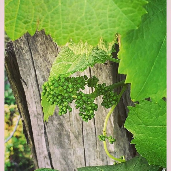 Emma's Cottage Vineyard Cellar Door Gallery-Lovedale必去景点