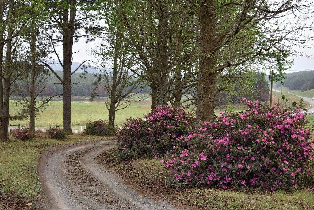 Amber Avenue Guesthouse主图