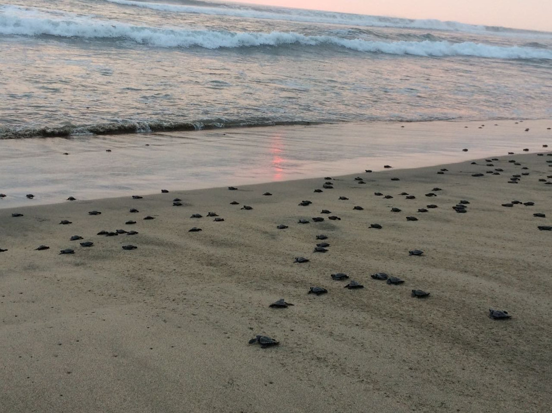 ECOT-Troncones必去景点