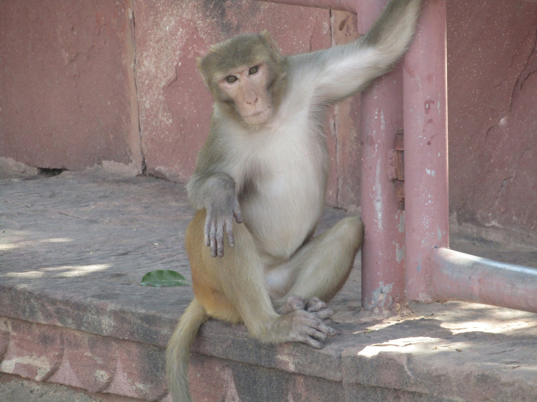 Machkund Temple-Dholpur必去景点