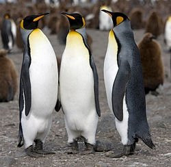 Austral Tours Patagonia景点图片