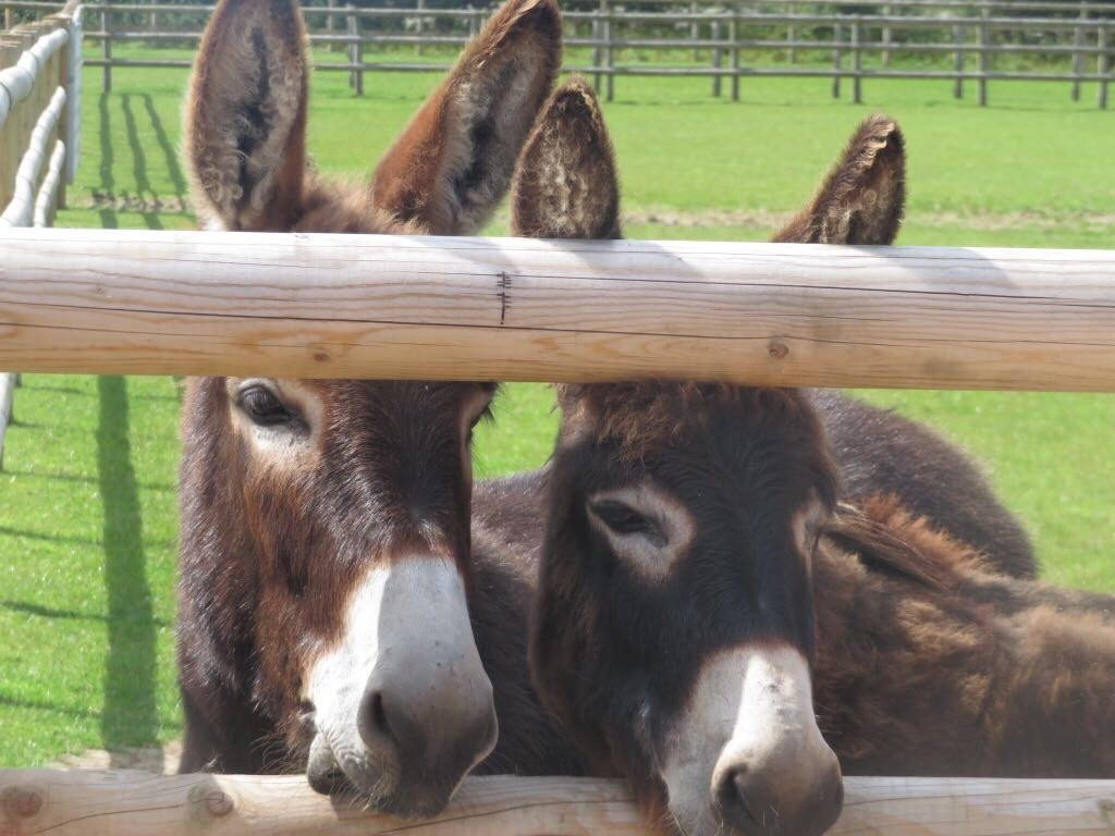Bransby Horses-Bransby必去景点